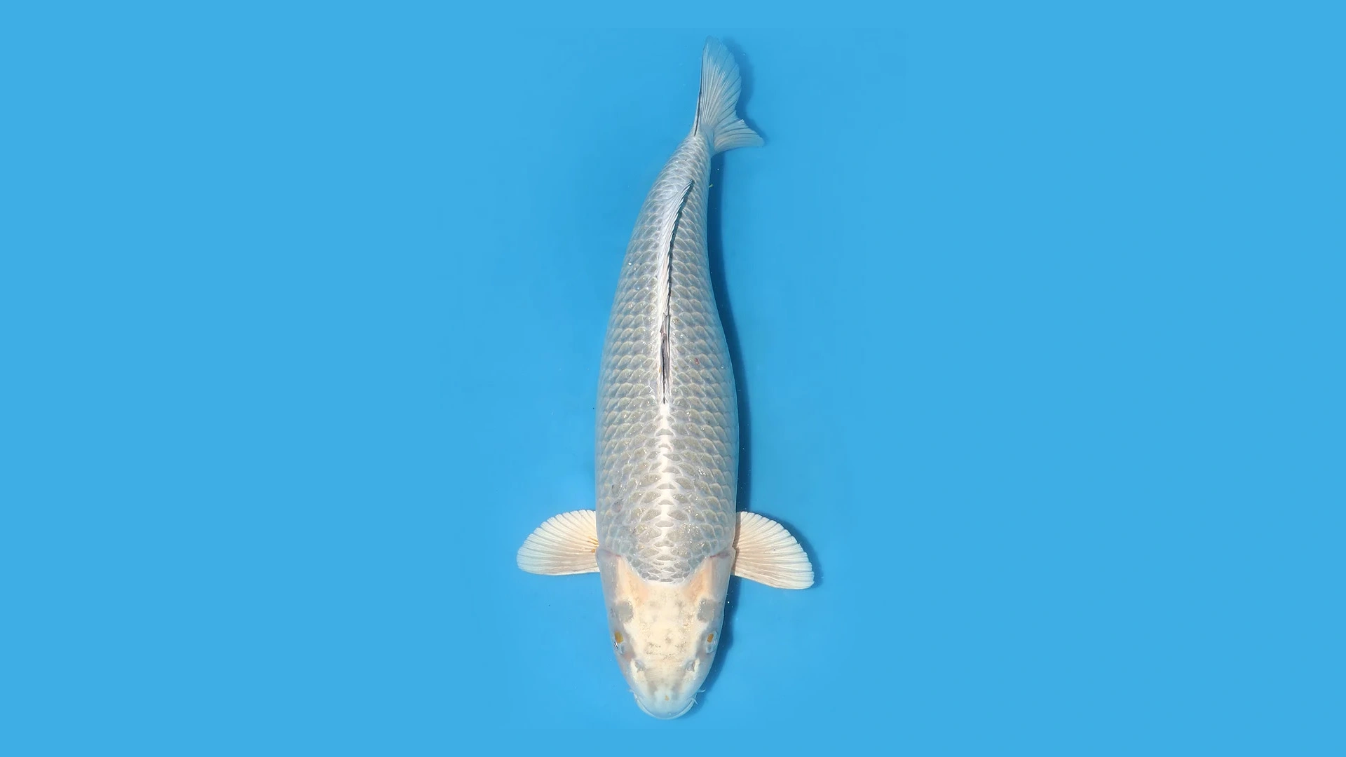 Mengenal 8 Karakteristik Mukashi Ogon Kualitas Champion