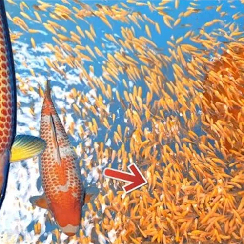 Optimalkan Golden Age Burayak Ikan Hias Dengan Pakan Ini