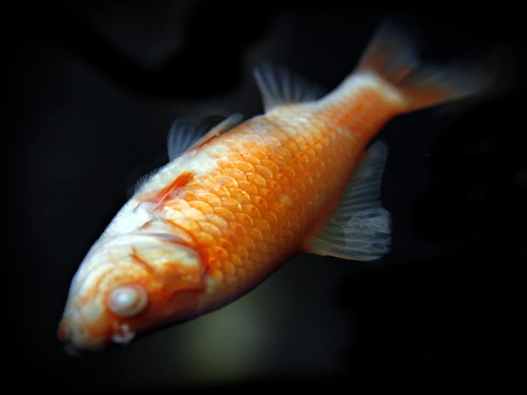 Penyebab Infeksi Saluran Cerna Ikan Hias Kecil