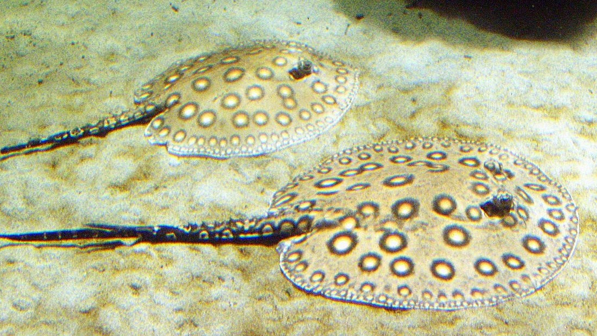 Strategi Efektif Mengoptimalkan Pertumbuhan dan Produktivitas Ikan Pari