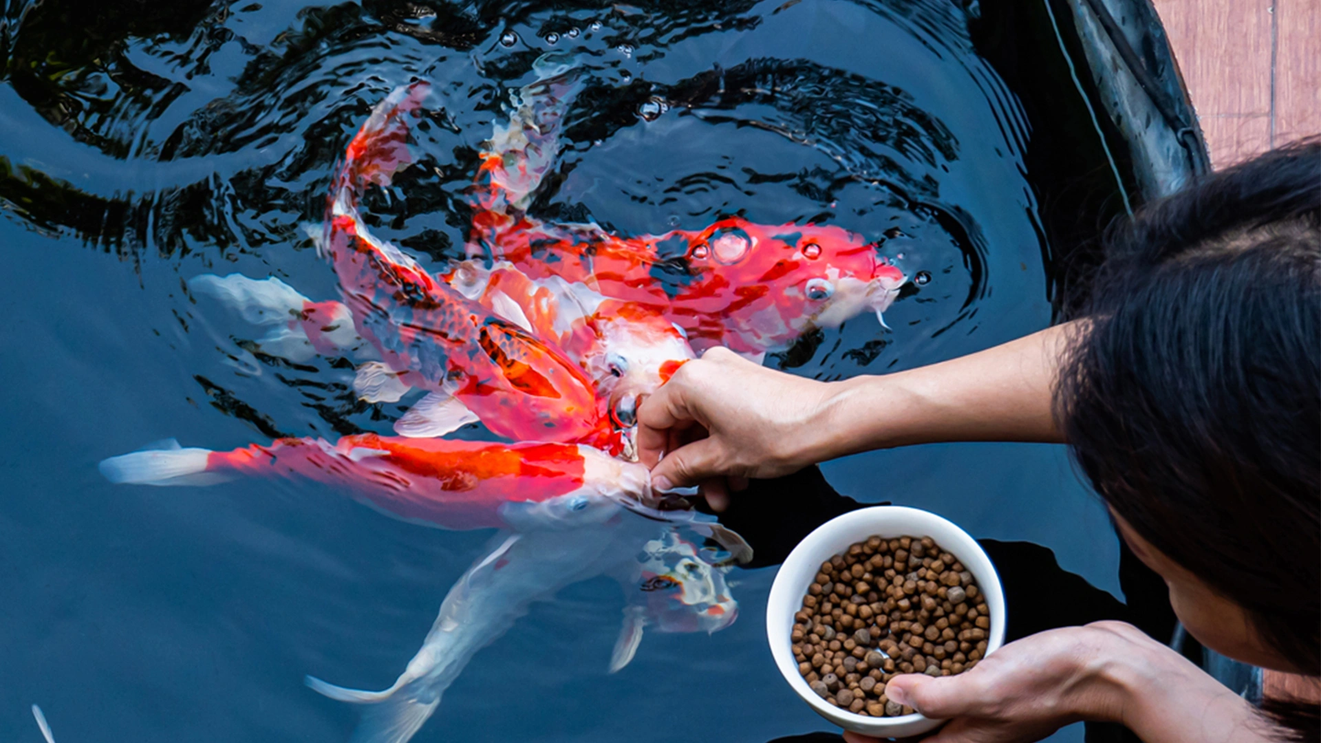 6 Bahaya Overfeeding pada Ikan dan Solusinya