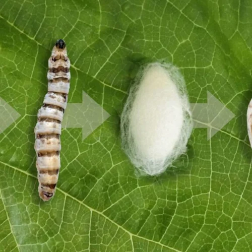 7 Manfaat Silkworm untuk Koi yang Bikin Pertumbuhan Super Cepat