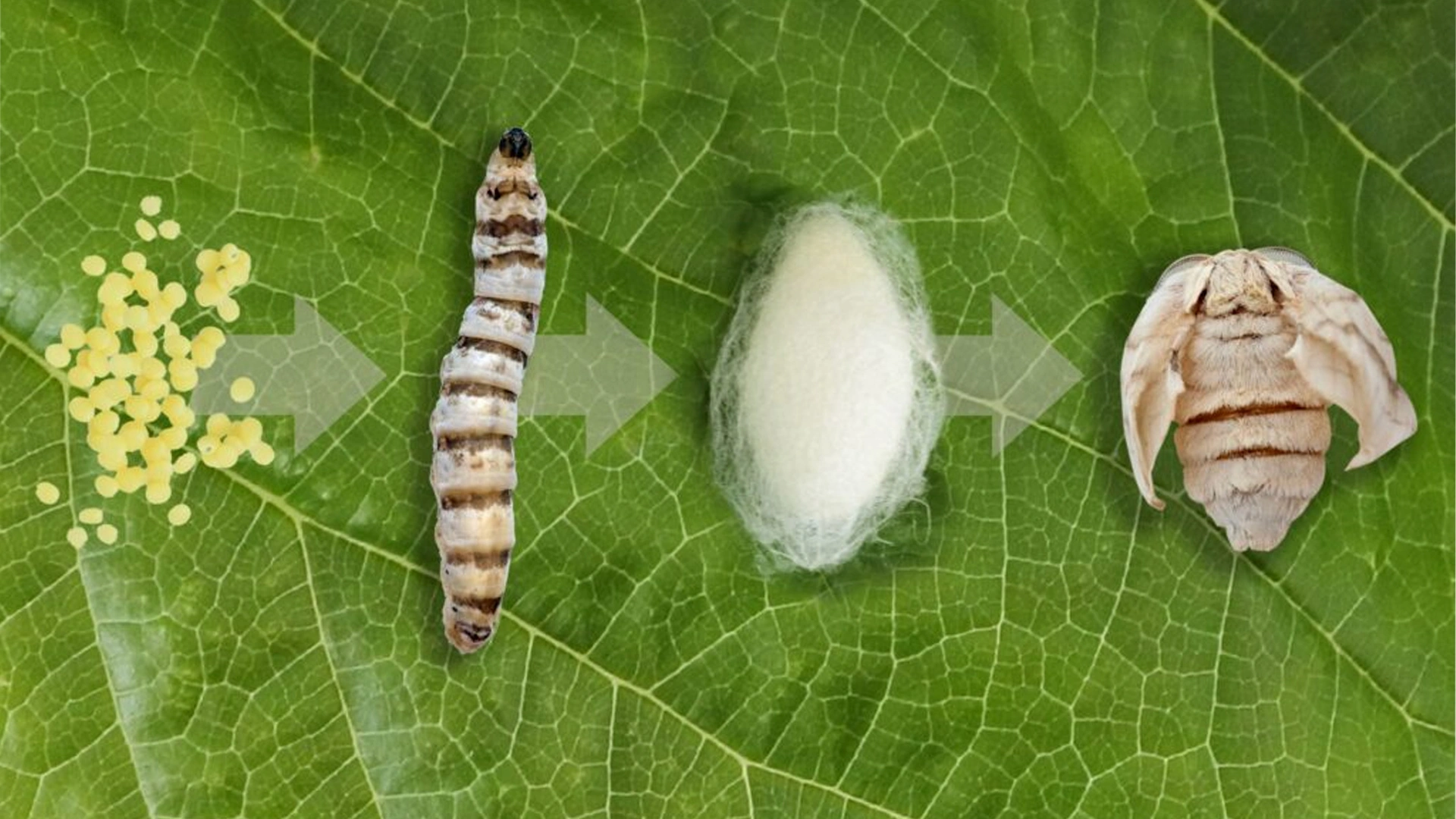 7 Manfaat Silkworm untuk Koi yang Bikin Pertumbuhan Super Cepat