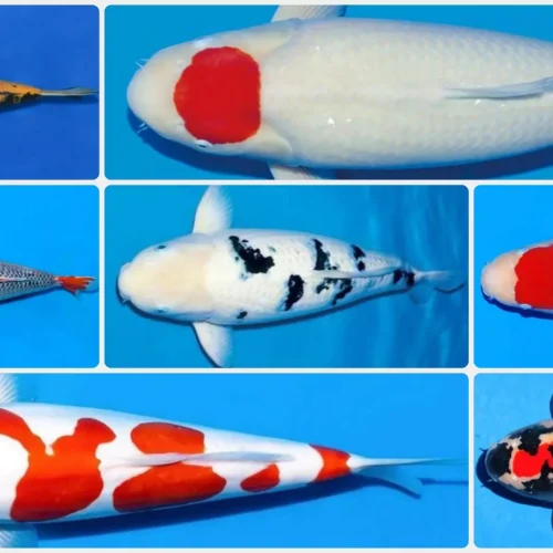 8 Alasan Mengapa Menjaga Kesehatan Organ Internal Koi Lebih Penting Daripada Sekadar Mengejar Warna