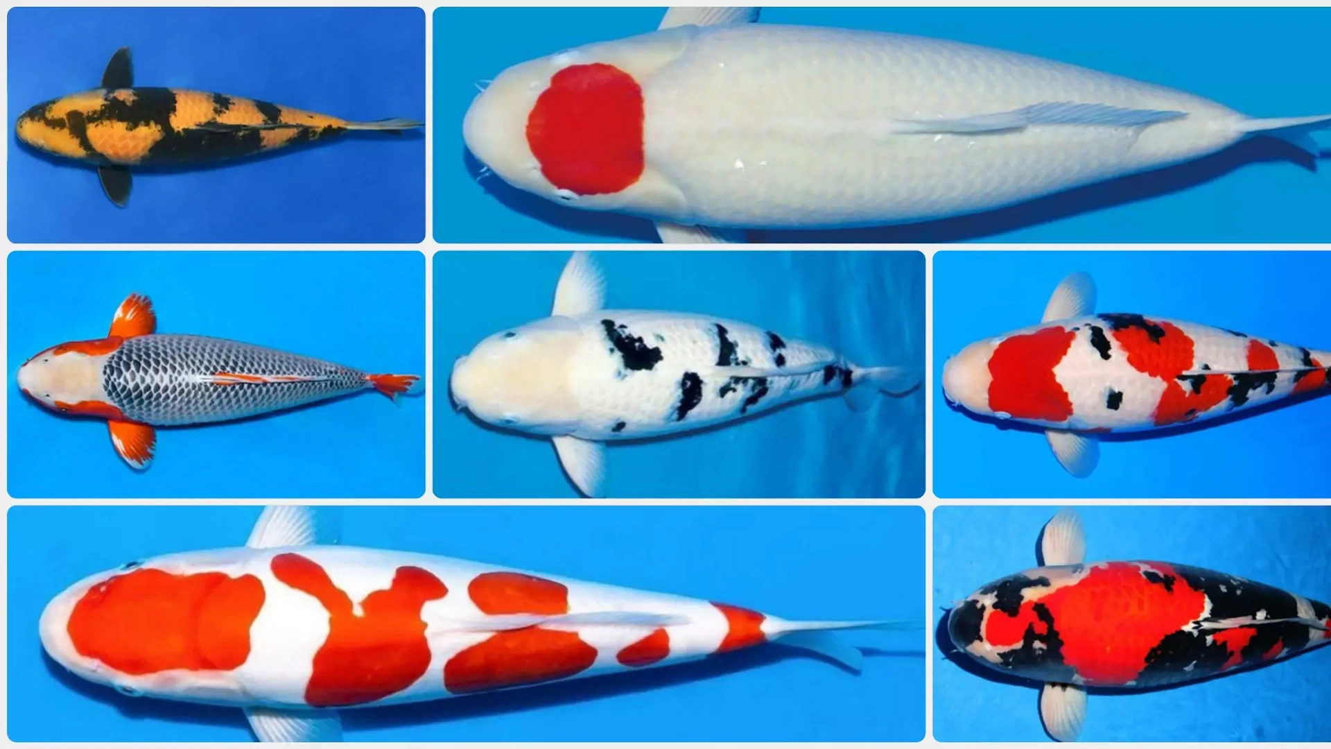 8 Alasan Mengapa Menjaga Kesehatan Organ Internal Koi Lebih Penting Daripada Sekadar Mengejar Warna