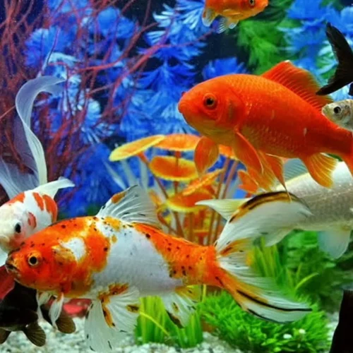 Cara Pigmentasi Alami Ikan Hias Menggunakan Lampu Tanning