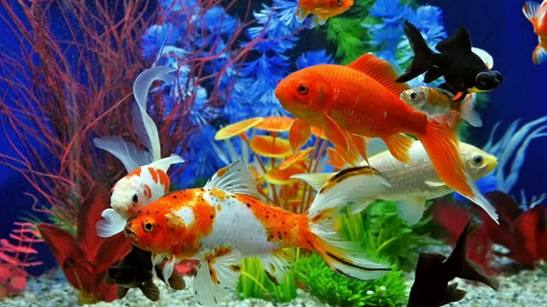 Cara Pigmentasi Alami Ikan Hias Menggunakan Lampu Tanning