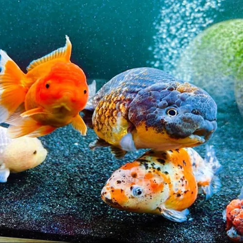 Ini Cara Agar Hobi Ikan Mas Koki Sebagai Investasi Berhasil