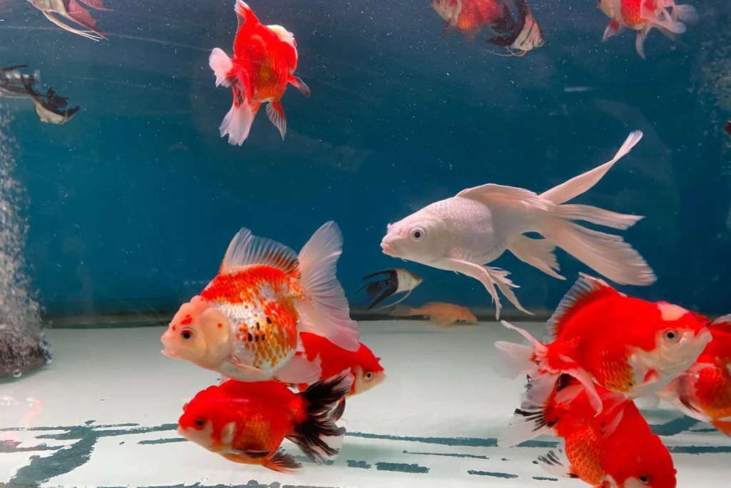 Mengapa Hobi Ikan Mas Koki Sebagai Investasi Itu Menarik?.webp