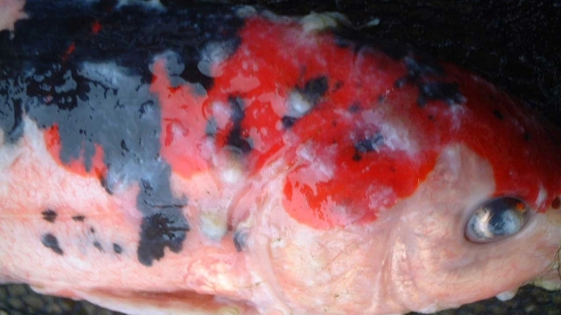 Bahaya Virus KHV: Pencegahan, Pengobatan, dan After Disease