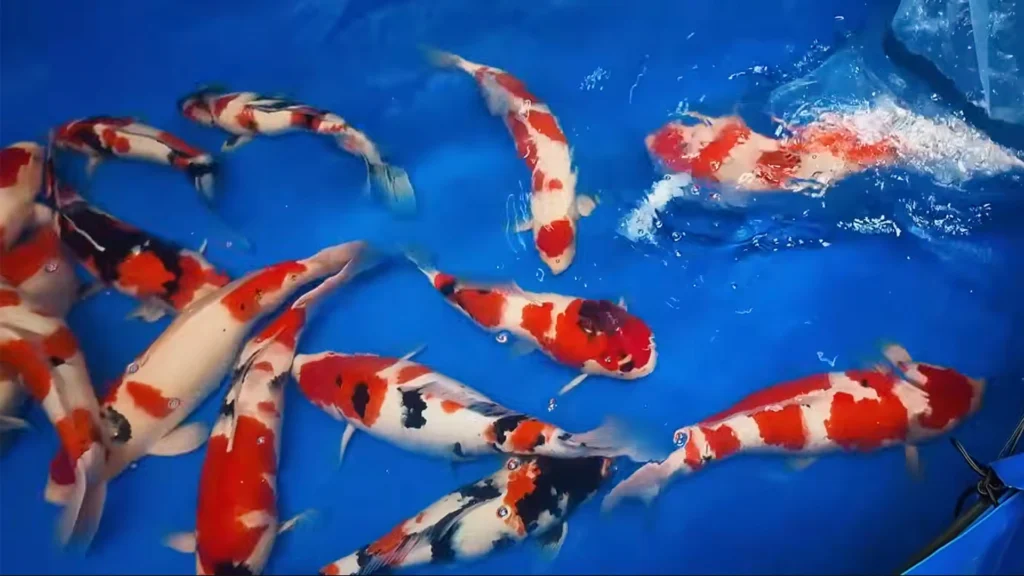 Klasifikasi Kelompok (Gosanke vs Utsurimono)