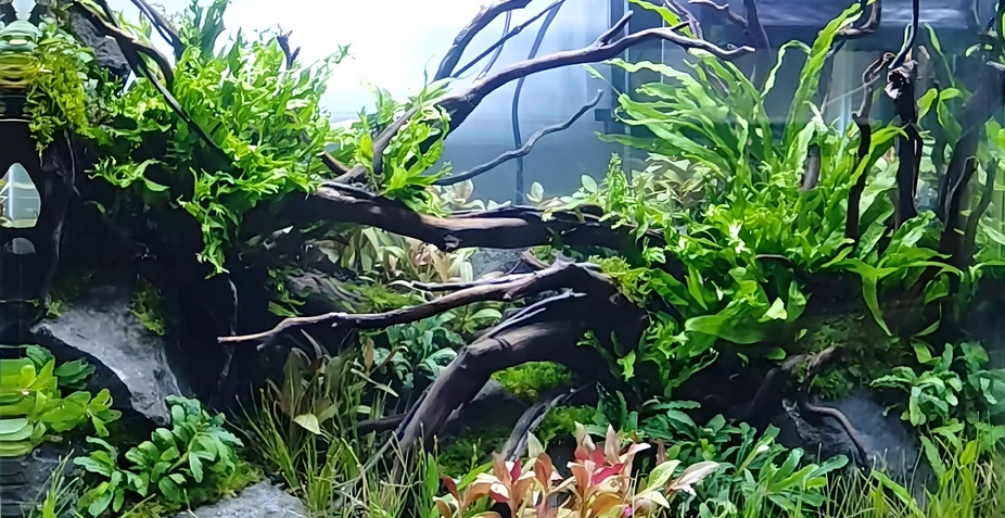 Peran Cahaya dalam Mendukung Fotosintesis