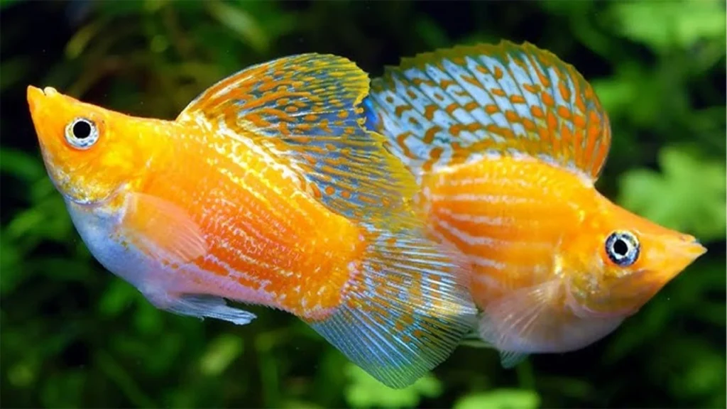 Suplemen Harian Ikan Molly yang Wajib Dimiliki Pecinta Ikan Hias