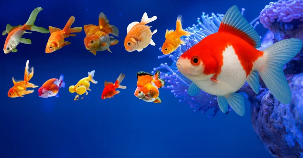 Mengapa Warna Ikan Dipengaruhi oleh Nutrisi?