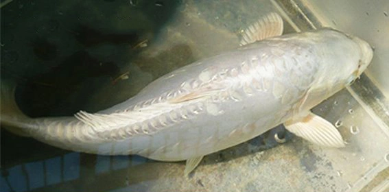 3 Ciri Ikan Koi Obesitas yang Mudah Dikenali
